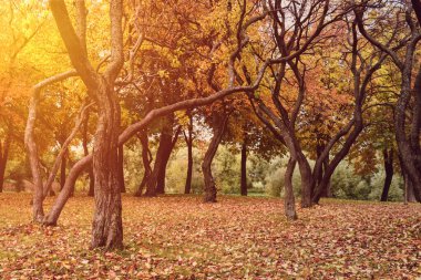 Akşam manzarası. Sonbahar parkında altın gün batımı.