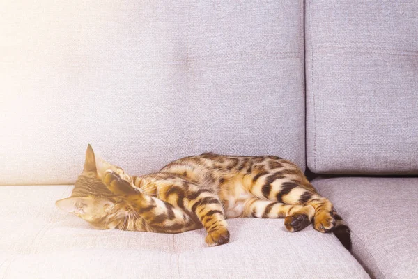 Incrível jovem bengala gato lavagem no treinador . — Fotografia de Stock