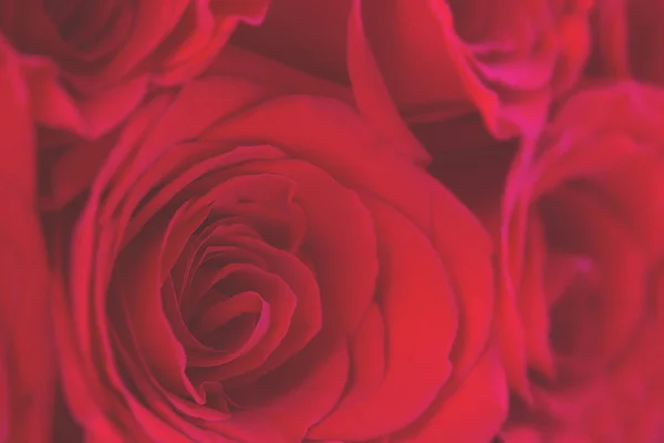 Lindas rosas vermelhas flores fundo. Fechar . — Fotografia de Stock