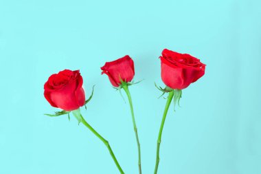 Açık mavi arkaplanda üç kırmızı gül.