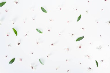 Küçük beyaz çiçek tomurcukları ve yeşil yapraklar..