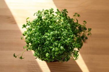 Evdeki mikroçerezler. Üst Manzara. Ahşap arkaplan.