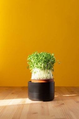 Sarı arka planda kapta mikroyeşiller filizlenir..