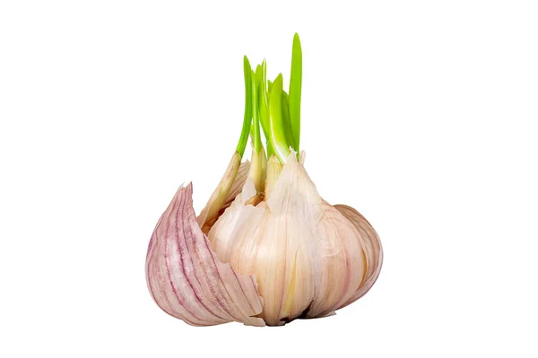 Garlic Head Green Sprouts Whole Sprouting Garlic Clove Isolated White — Stock Photo, Image