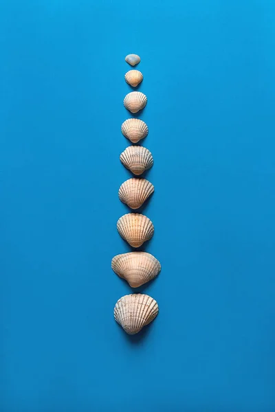 Small white seashells on light blue background. — Stock Photo, Image