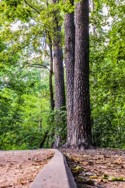 Aşağıdaki patikanın yanındaki üç uzun meşe.