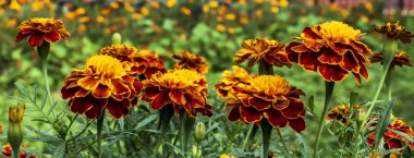 The field of yellow flowers of marigolds