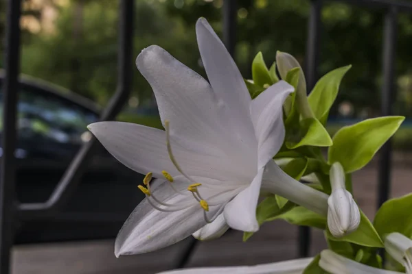 Die Weiße Blume Garten Aus Nächster Nähe — Stockfoto