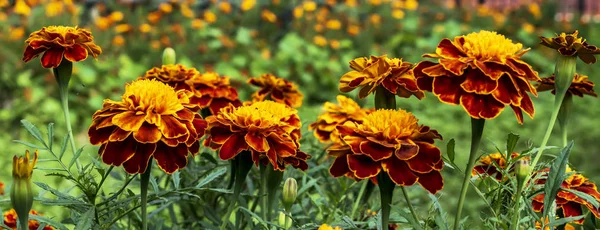 Field Yellow Flowers Marigolds — Stockfoto