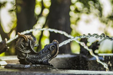 The jet of water from `fish` the fountain