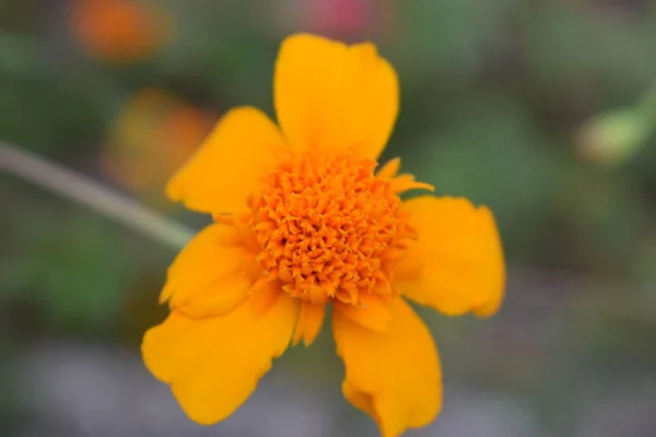 Marigold Sárga Virága Közel Van — Stock Fotó