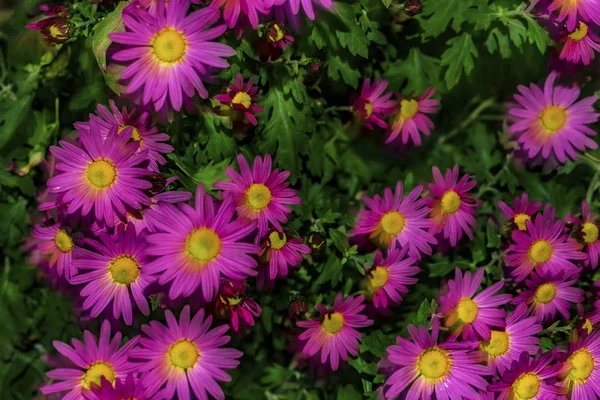 Bush Pink Chryasnthemum — Stock Photo, Image