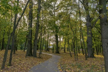 Parktaki tuğla yolu.