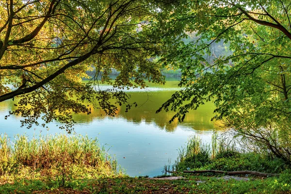 Parktaki gölet, kıyısında ağaçlar olan.