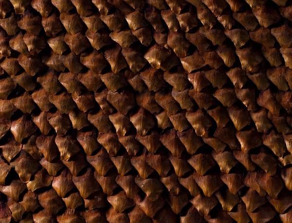 Vértes pinecone textúra — Stock Fotó