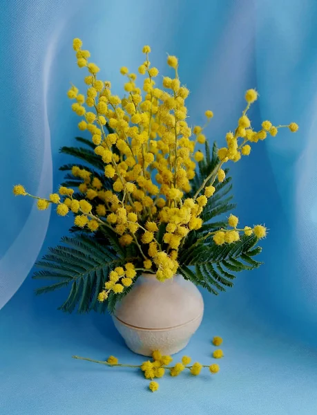 Mimoza mavi zemin üzerine vazoda — Stok fotoğraf