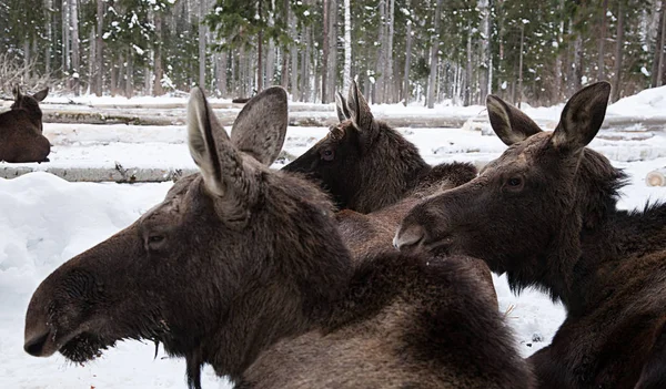 moose in winter forest farm moose