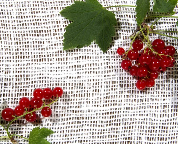 Grosella roja en una servilleta blanca —  Fotos de Stock