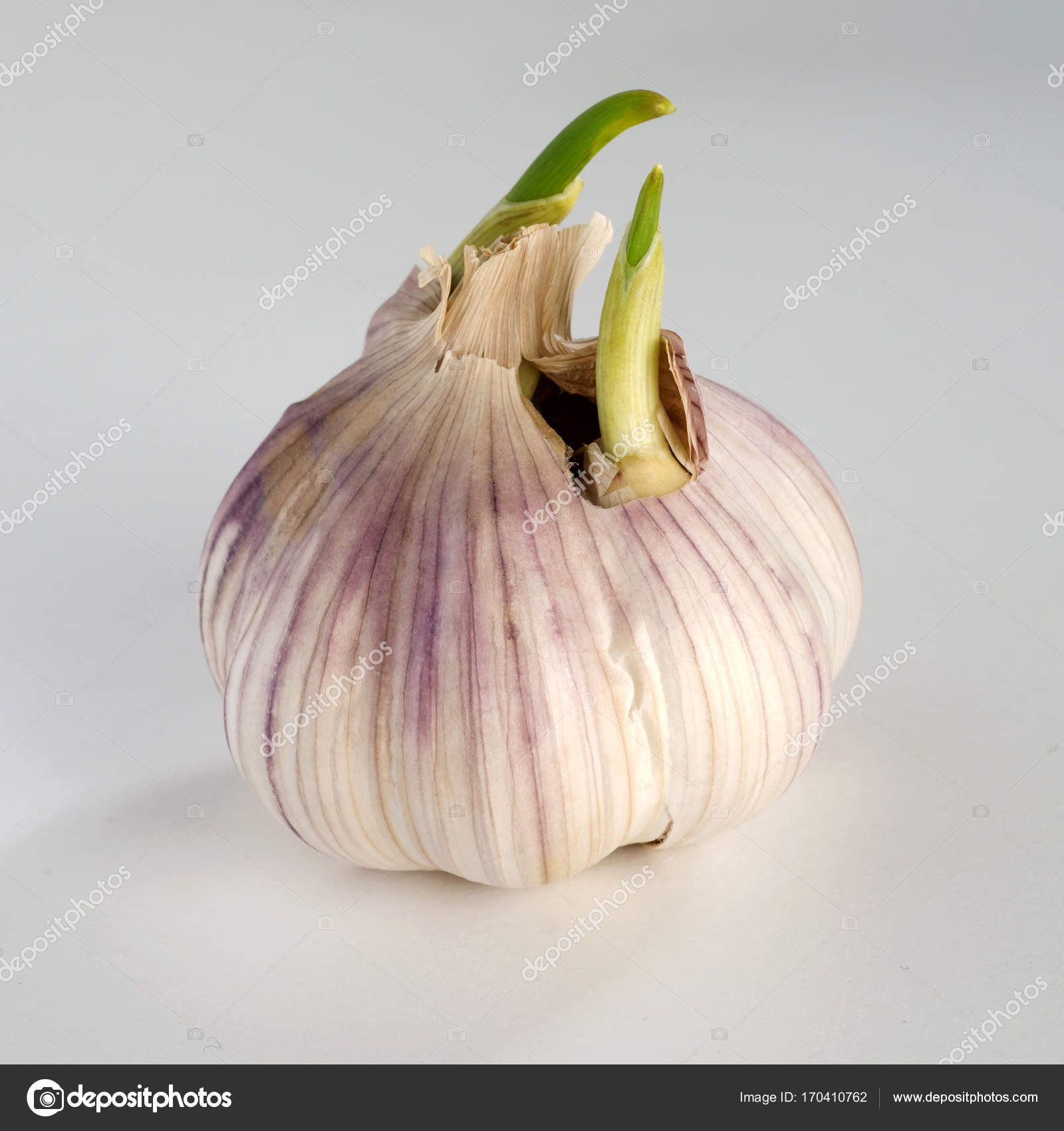 Filizlenen Sarımsak Yenir mi Filizlenen Sarımsak Yenir mi
