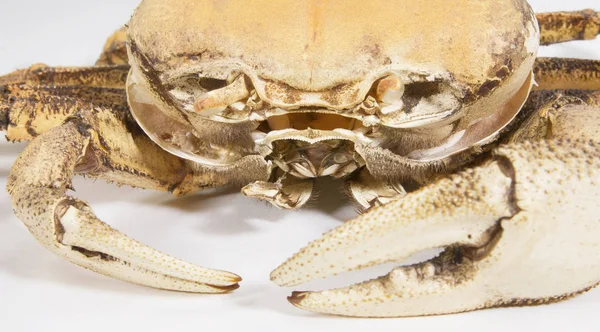 Fragment de la coquille du crabe irisé femelle gros plan, ag — Photo
