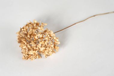Kuru ve sarı çiçekler