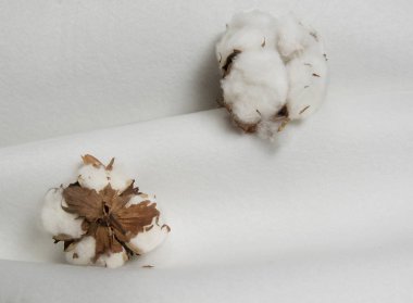 cotton flowers on a white plaid.composition for textiles