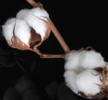 Siyah camda bir pamuk dalı