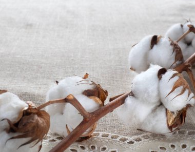 Kumaşın üzerindeki pamuk dalı