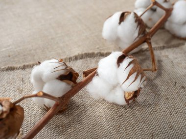 Kumaşın üzerindeki pamuk dalı