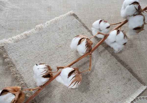 Branch Cotton Fabric — Stock Photo, Image