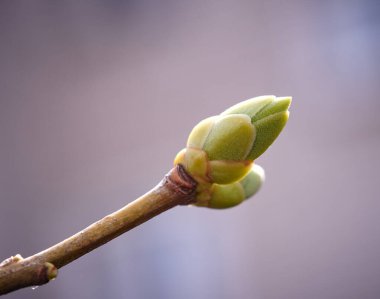 açılmamış yaprak tomurcukları. Bahar. Çiçek açıyor. Doğa         