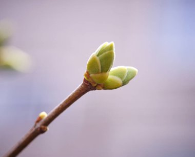 açılmamış yaprak tomurcukları. Bahar. Çiçek açıyor. Doğa  
