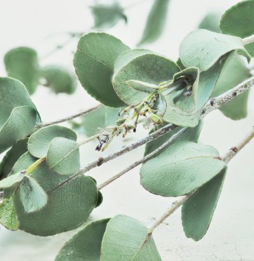 Şifalı bitki. okaliptüs yapraklı dal. 