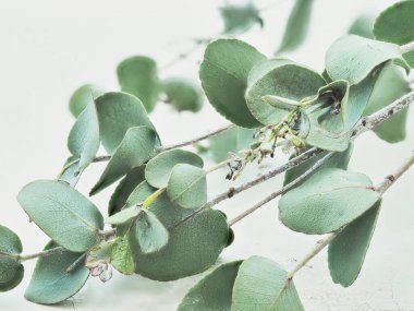 Şifalı bitki. okaliptüs yapraklı dal. 