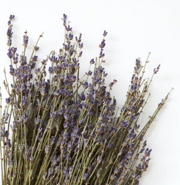 Beyaz arka planda bir demet lavanta çiçeği     