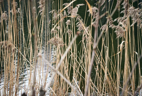 Trockenes Gras Auf Dem Hintergrund Des Flusses — Stockfoto