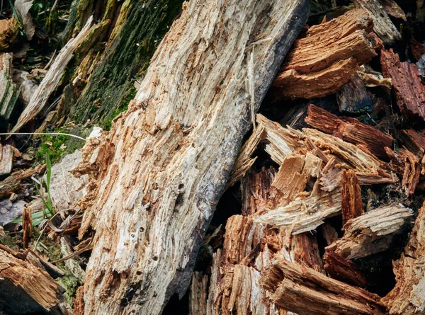 a pile of wood rot. invoice. close up