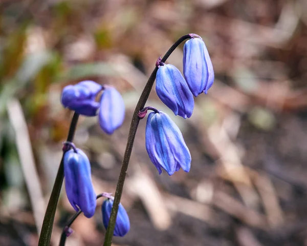 Blue Flowers Grass Background Snowdrops Flowering Spring — Stock Photo, Image