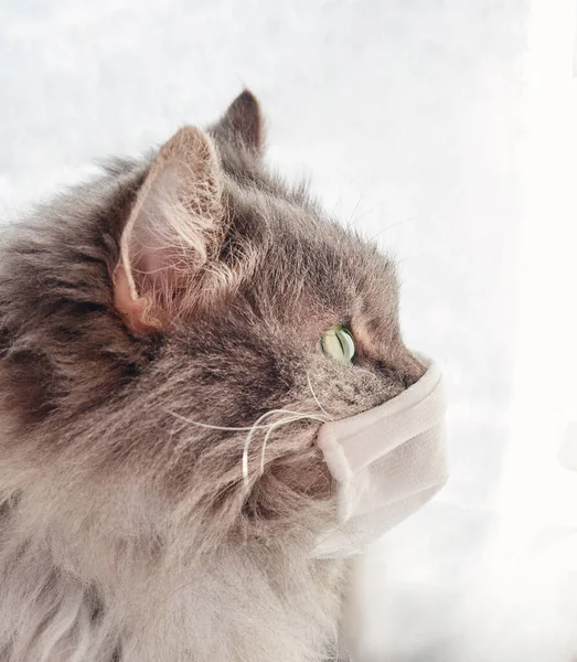 veterinary science. grey furry cat in a medical mask. epidemic