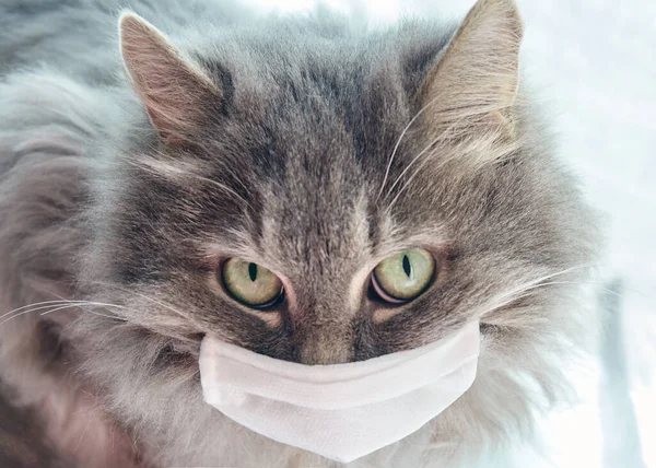 veterinary science. grey furry cat in a medical mask. epidemic