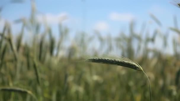 Campo verde de trigo — Vídeo de Stock