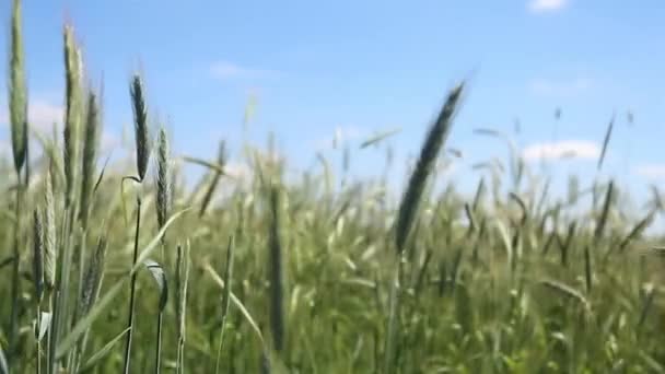 Campo verde de trigo — Vídeo de Stock