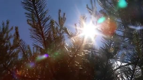 Μια ακτίνα του φωτός του ήλιου σε ένα δέντρο πεύκων Royalty Free Πλάνα Αρχείου
