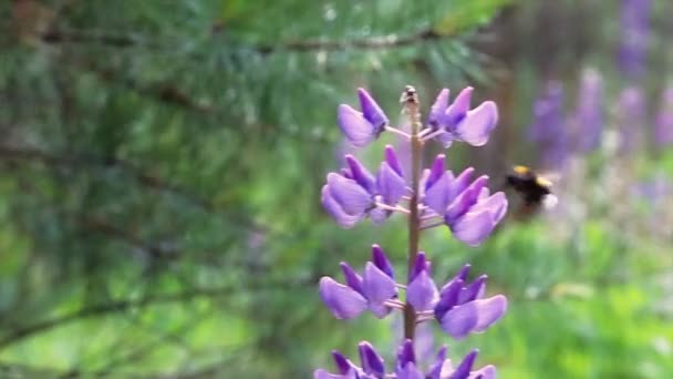 Bee συλλέγει το μέλι από ένα άνθος Βίντεο Αρχείου