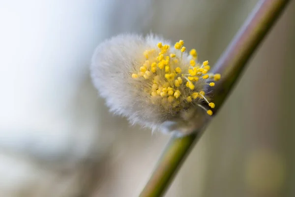 Una flor de sauce fotografiada desde un lado por un fondo borroso — Foto de Stock