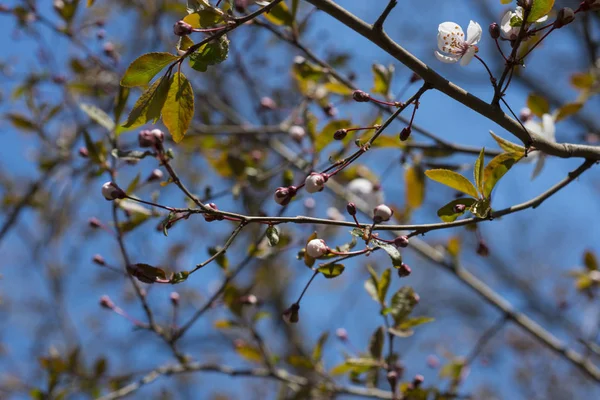 Cherry branches with unblown flowers against the blue sky. — Stock Photo, Image