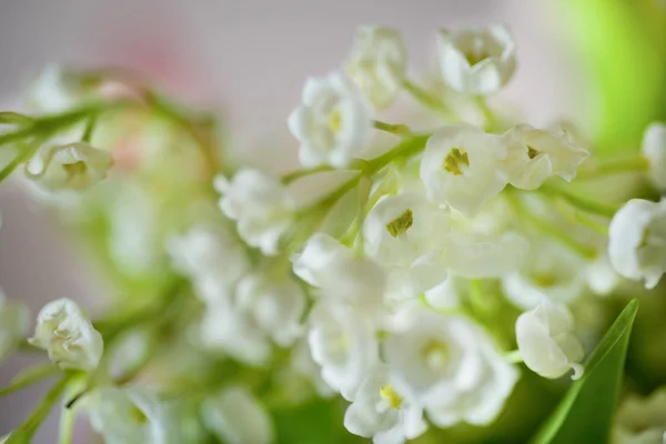 Lelie van de vallei bloemen — Stockfoto