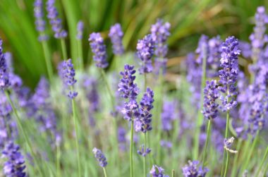 Lavanta çiçek parkta bir demet