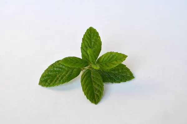 Hojas de menta sobre fondo blanco — Foto de Stock