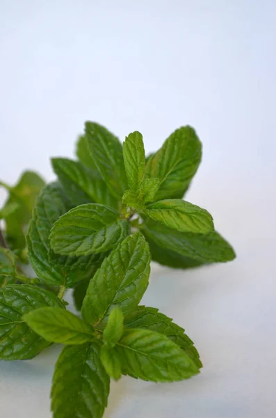 Foglie di menta su sfondo bianco — Foto Stock